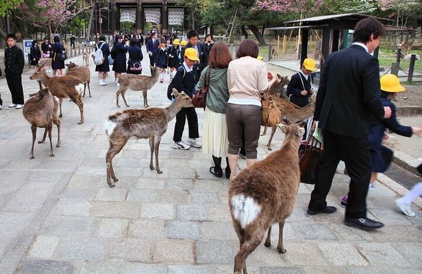 Kyoto and Nara Highlights with English speaking Driver and Guide