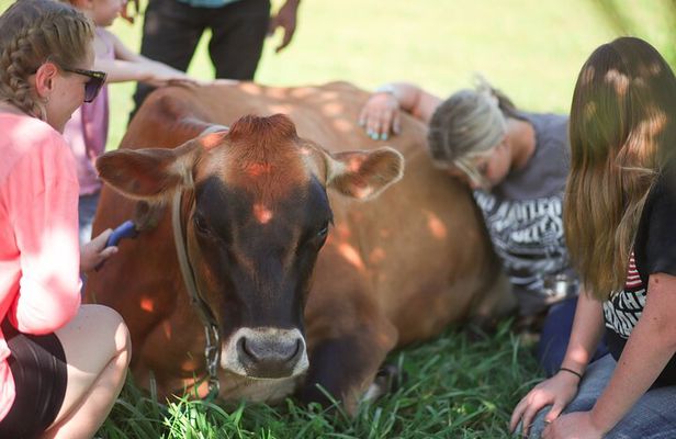 Cow Cuddles Moo Moo Bovine Therapy