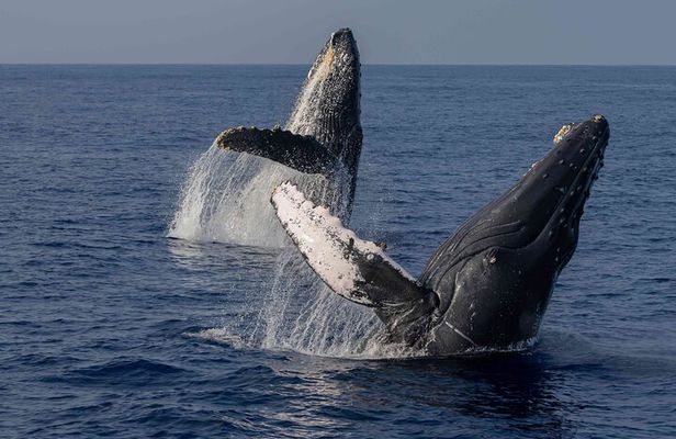Humpback Whale Watch Tour