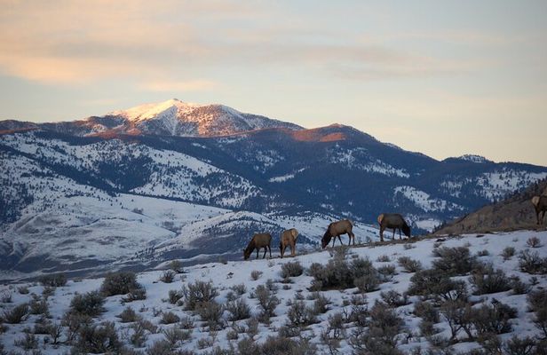 Winter in Yellowstone Wildlife Tour