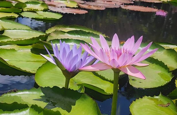 Pleasure in Mauritius