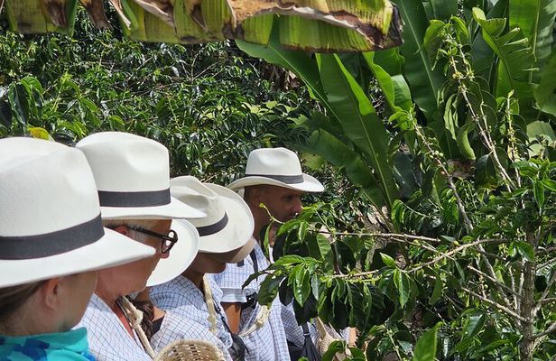 Cocora Valley Tour - Coffee Estate Tour - Salento Tour