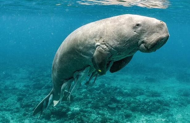 Coron Group Dugong and Turtle Watching with Lunch