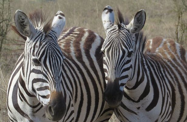 Maasai Market Nairobi 4WD Tour Experience