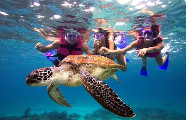 Snorkel, Swim & Snap-w/ Video