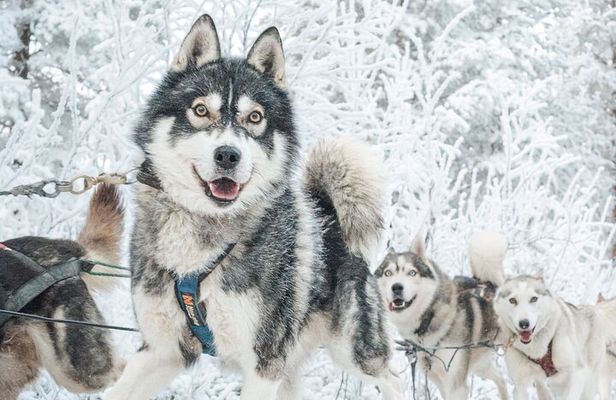 Experience Husky Safari from Rovaniemi 