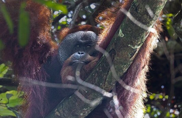 3 Days 2 Nights Ethical Jungle Trekking