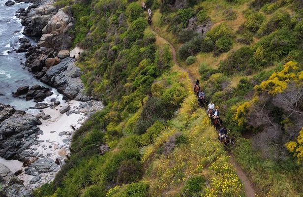 Papudo Tour with Horseback Riding and Penguins
