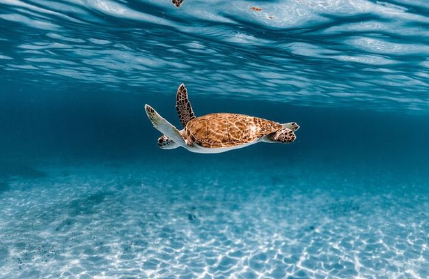  Turtle Spotting Snorkel Malmok And Tres Trapi