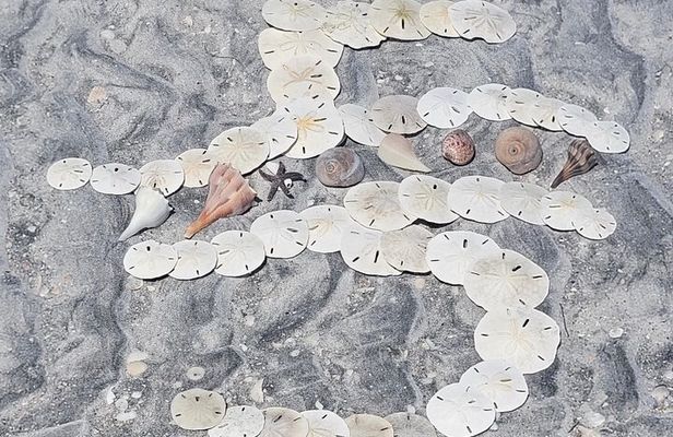 Full Day (6 hours) Sanibel Eco Boat Charter, Gulf and Pine Island