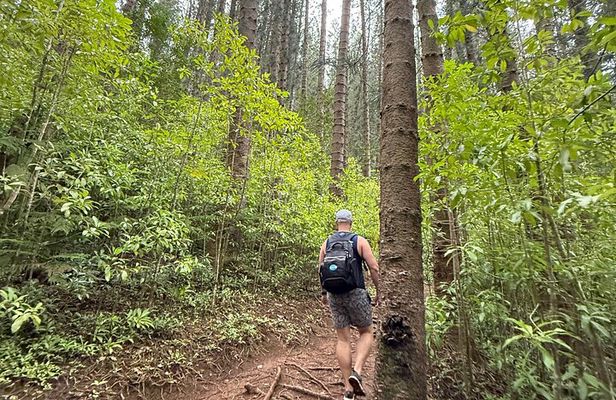Beginner Forest Hike to a Refreshing Hawaiian Stream