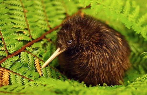 **Popular Cruiseship Tour** - Total Kiwi Experience!