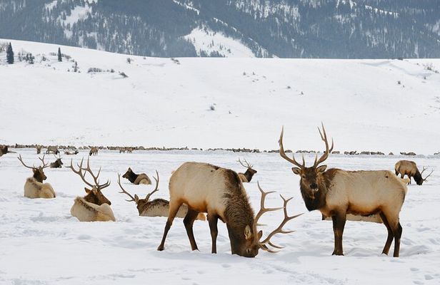4 Hour Wildlife Safari in Grand Teton National Park