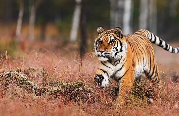 Explore By Car Delhi Agra Ranthambore Jaipur 3 Night 4 Days