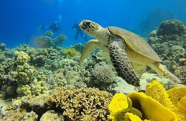 A Special Diving Adventure in The Red Sea Aqaba