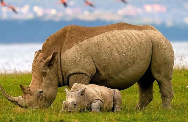 4 Days Masai Mara and lake Nakuru budget safari.