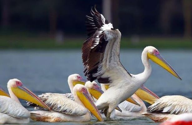 Lake Nakuru National Park:Day Trip from Nairobi