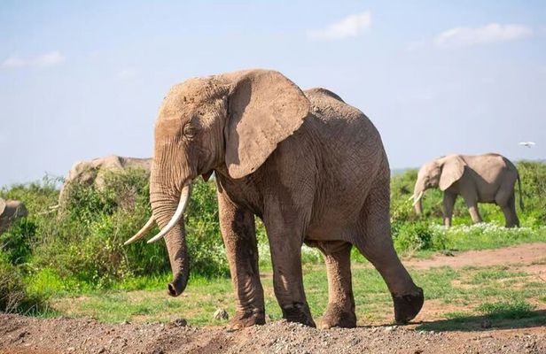 Amboseli National Park: Full Day Tour From Nairobi
