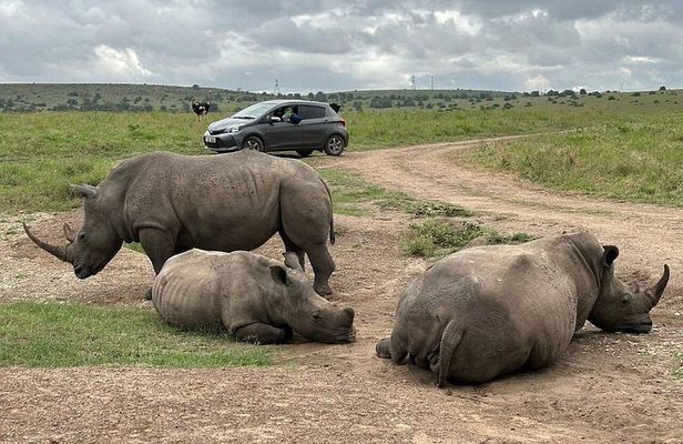 Nairobi National Park Safari- Morning Game Drive