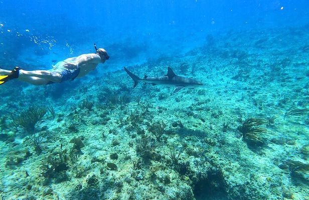 Top 4 Snorkeling Adventures in Bimini
