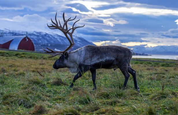 Tromsø: Big Bus Fjord Tour with free photos and wildlife