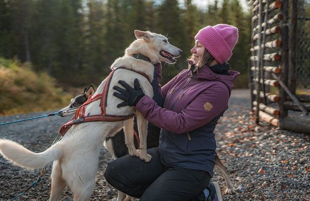 Autumn Husky Experience with Cart Ride and Photographer