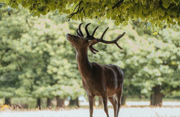 Private Osaka and Nara tour with English speaking guide 