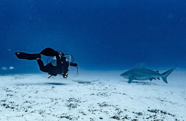 Bull Shark Dive in Playa del Carmen – Dive Machine Experience