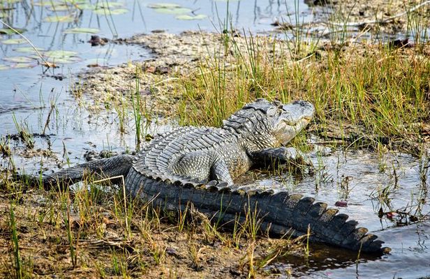 Everglades Airboat Ride and Nature Walk Private Tour