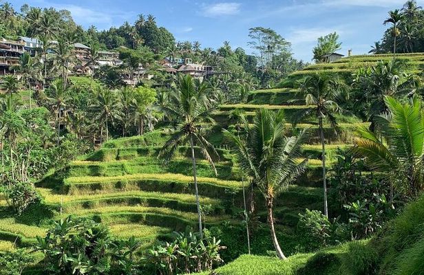 Ubud Tour Sacred Temple Waterfall Rice Terrace and Art Village