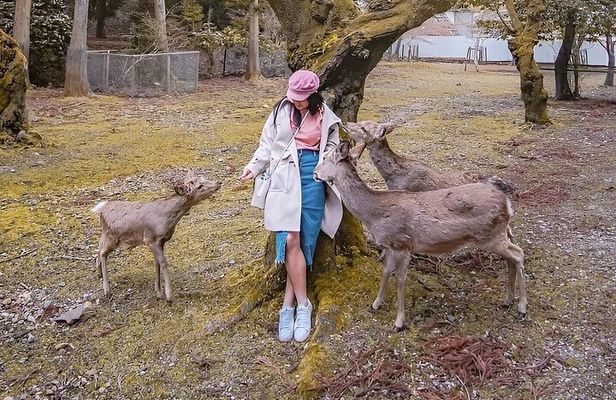 Nara Unlocked With a Private Car Tour from Kyoto by Guide