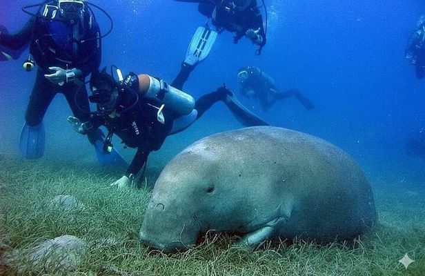 Abu Dabbab – Full Day Snorkeling with Turtles & Dugong – Hurghada