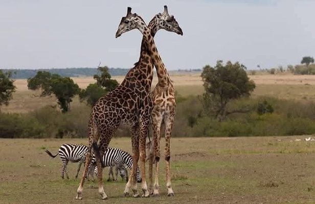 Nairobi City Tour and Giraffe Center Tour