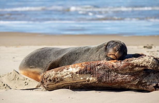 Dunedin to Invercargill via the Catlins 1 Way Small Group Tour