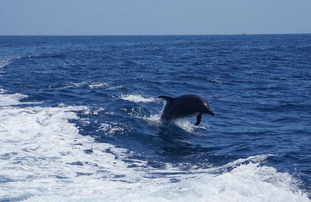 Dolphin and Sea Lion Tour of Catalina Island