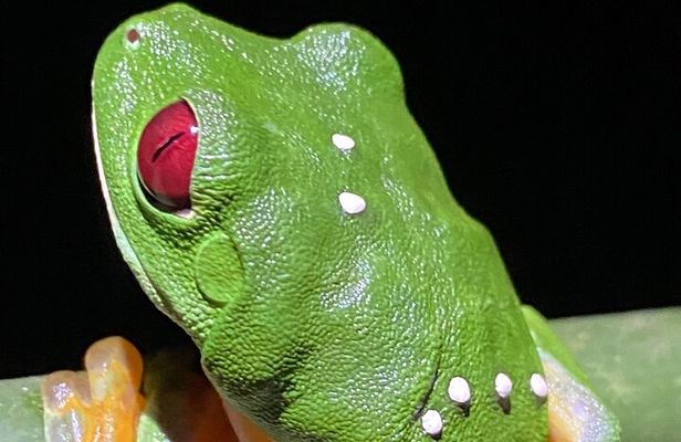 Manuel Antonio Night walk Expedition