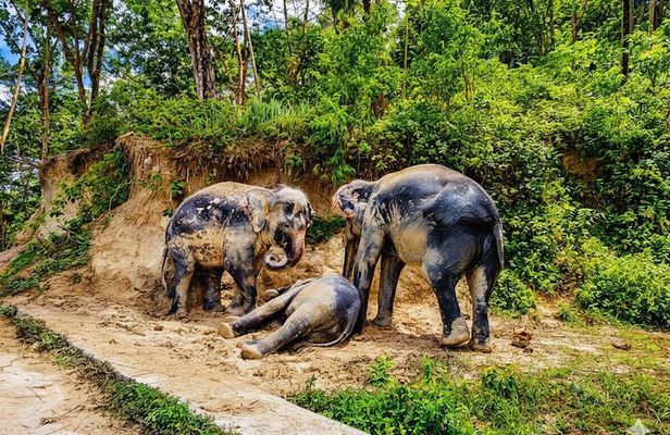 Phuket Highlights Tour Big Buddha Temple and Elephant Sanctuary