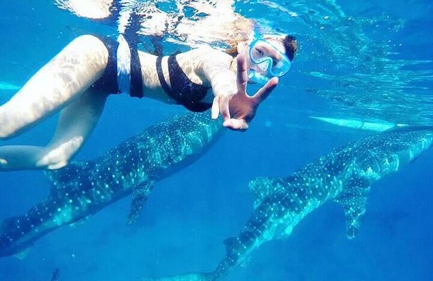 Whale Watching and Tumalog Falls with Ocean View Resort