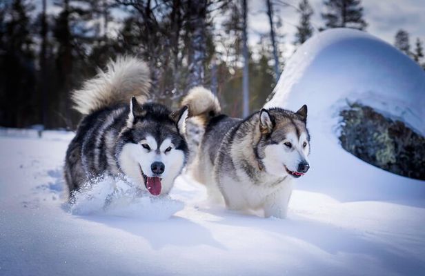 Rovaniemi: Drive Your Own Husky Team (6–10 km) & BBQ