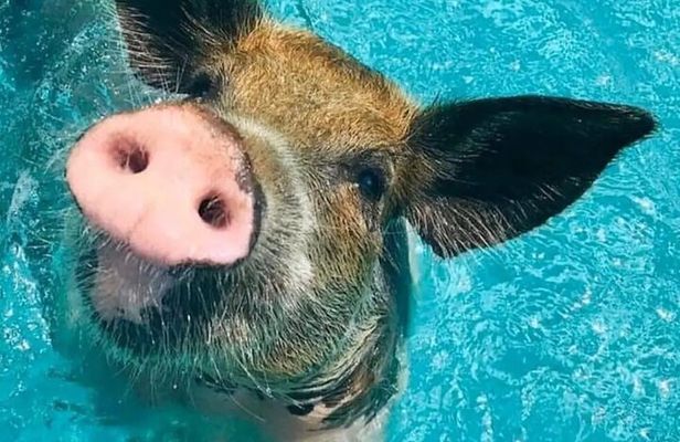 3 Islands Tour Swim with Pigs Turtles Snorkeling and Lunch