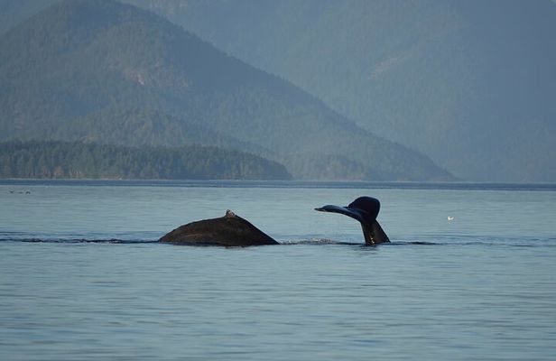 Covered Boat Whale Watching 4-Hour Tour from Campbell River