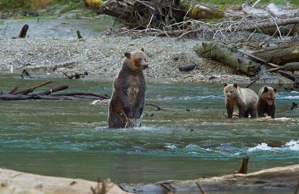 Vancouver Island: Full-Day Grizzly Bear Tour at Toba Inlet