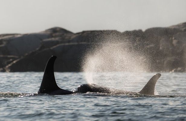 Zodiac Boat Whale and Wildlife 7-8-Hour Tour from Campbell River
