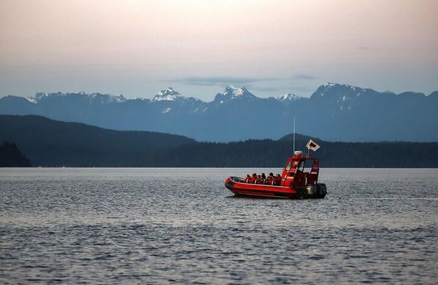 Zodiac Boat Whale and Wildlife 4-Hour Tour from Campbell River