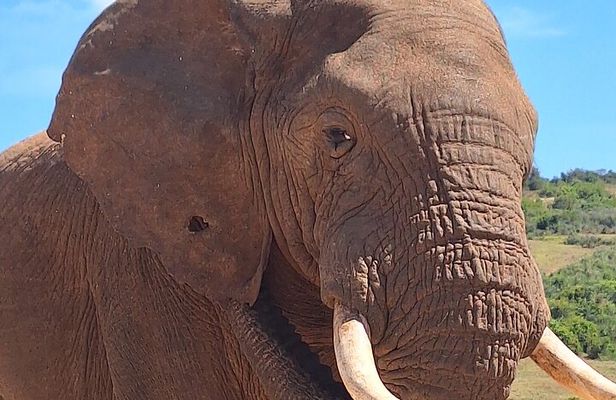 Addo Elephant National Park Day Tour with Safari and Snacks