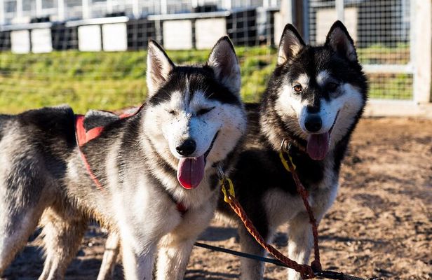 Rovaniemi: Drive Your Own Husky Team (Autumn) & BBQ