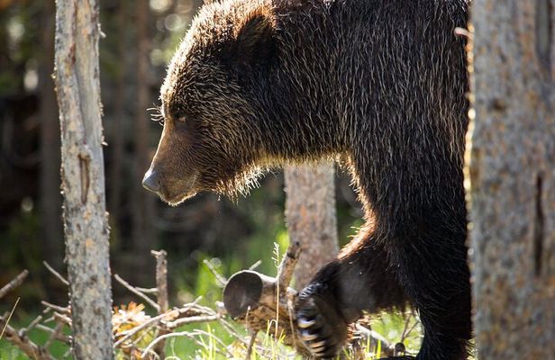 Private Yellowstone Wildlife Tour for Up to 10 Guests