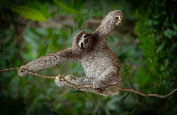 Sloth Watching + Waterfall & Organic Coffee and Chocolate Tour