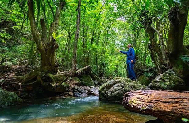 Private Half Day South Amami Jungle Adventure