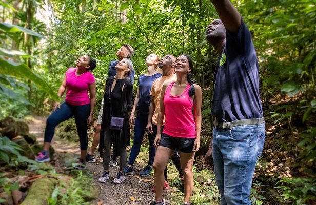 Guided Rainforest Hike on the Jacquot Trail – Castries, St Lucia